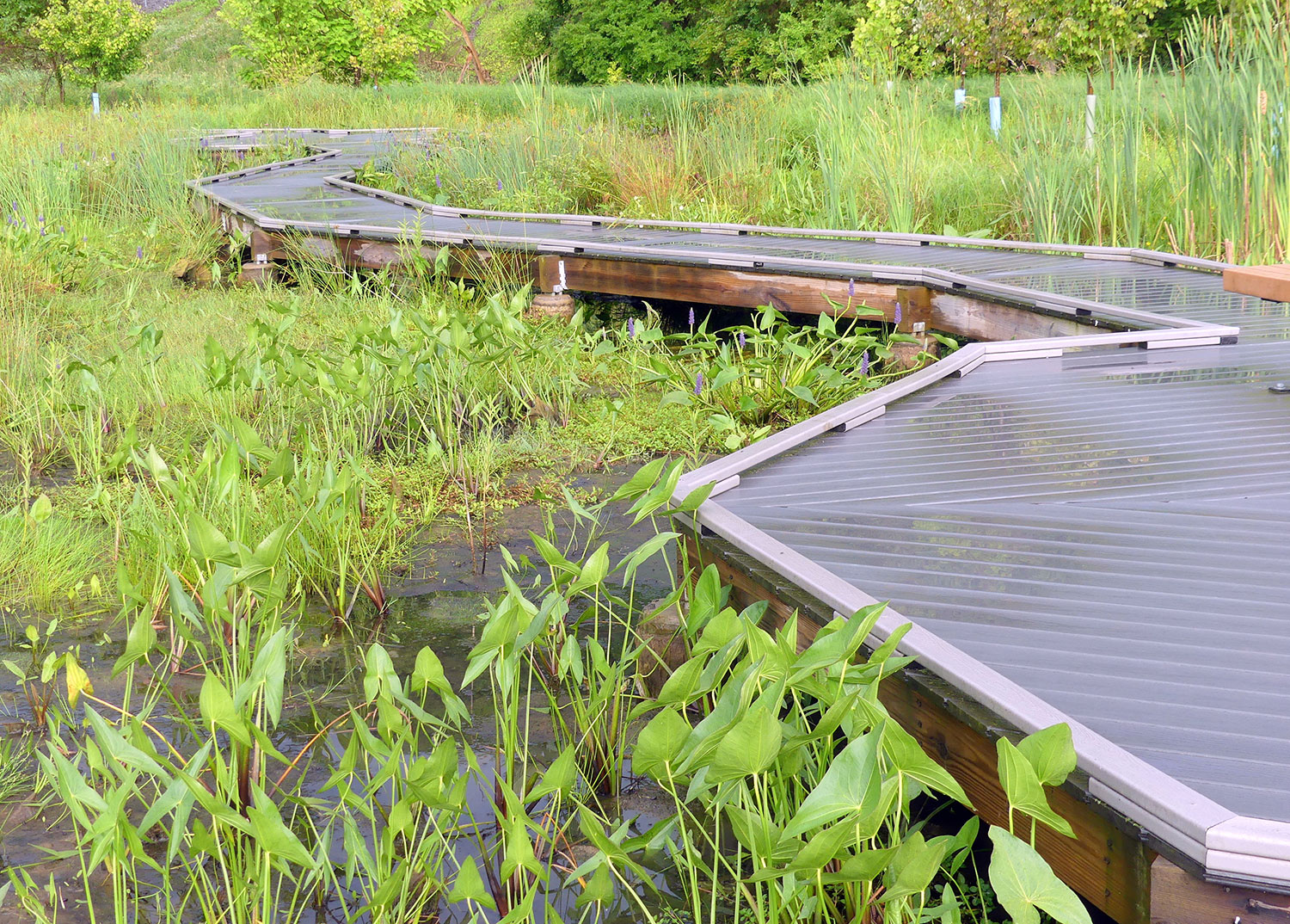 Rain Garden  NatureWorksPark