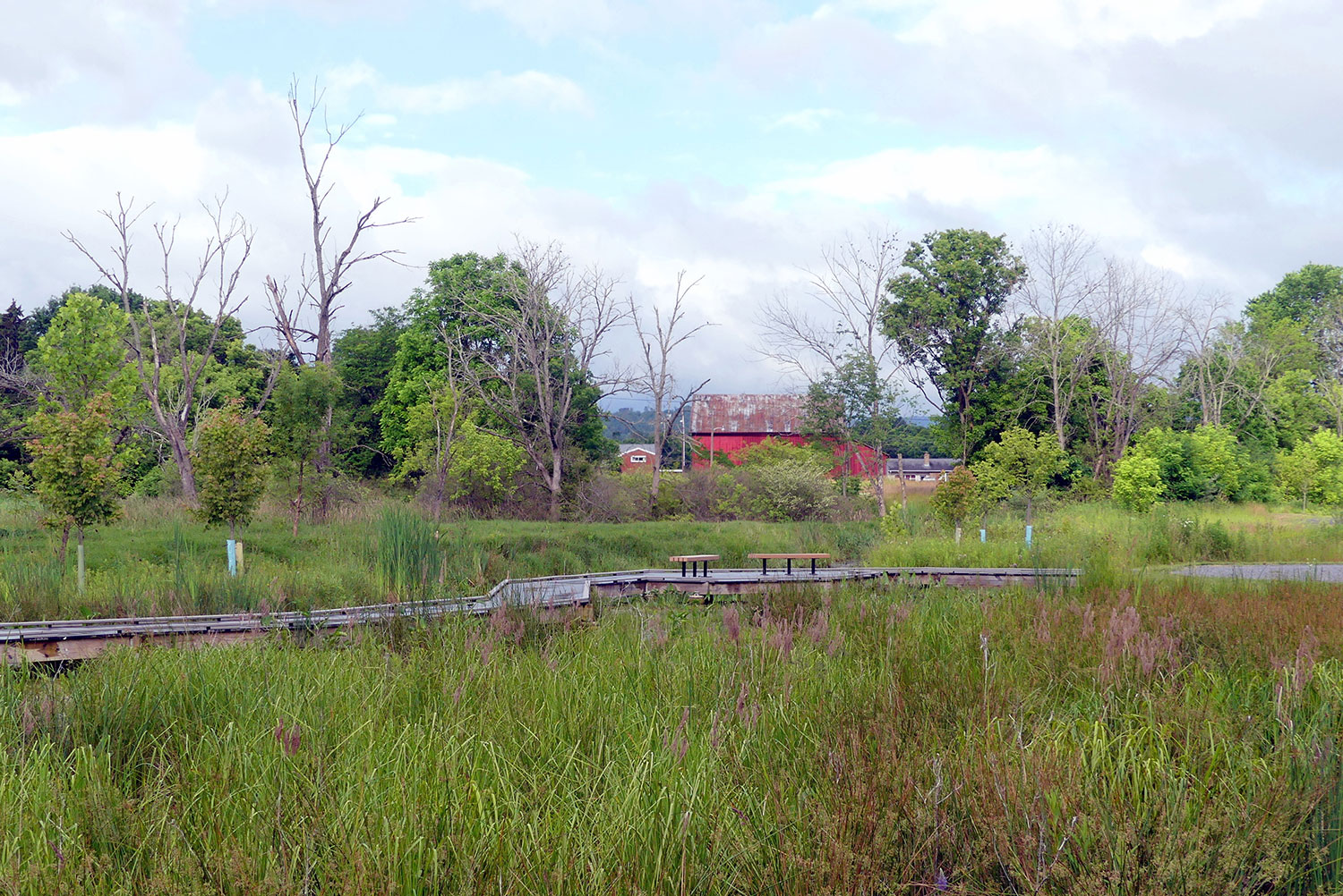 Rain Garden  NatureWorksPark