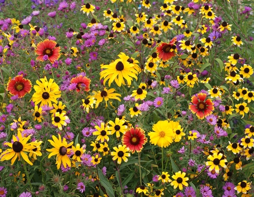 Rain Garden  NatureWorksPark